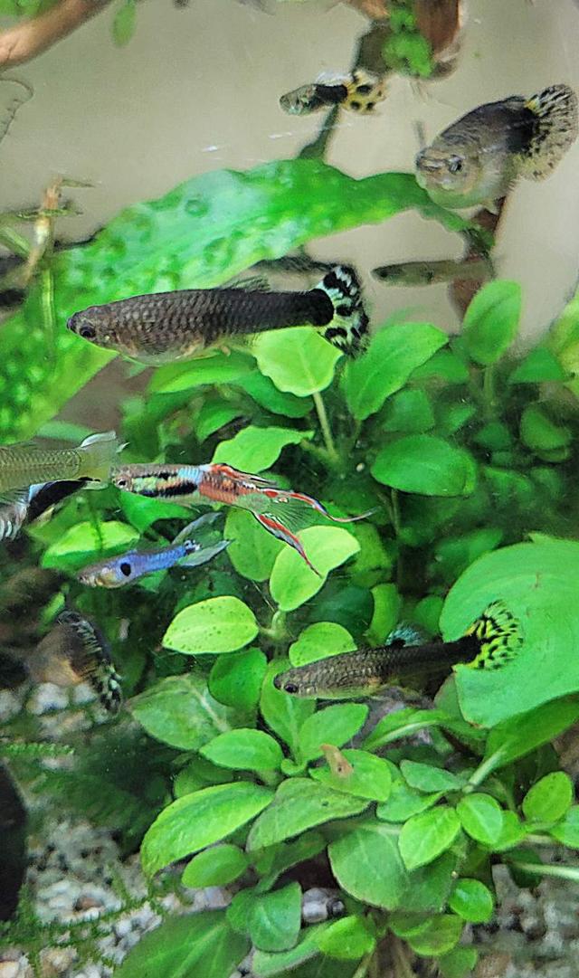 Guppys