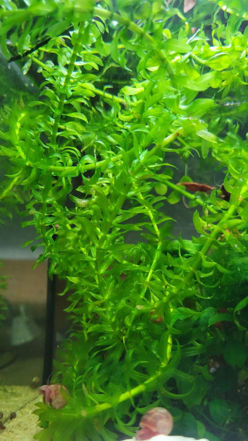 Élodée Elodea densa