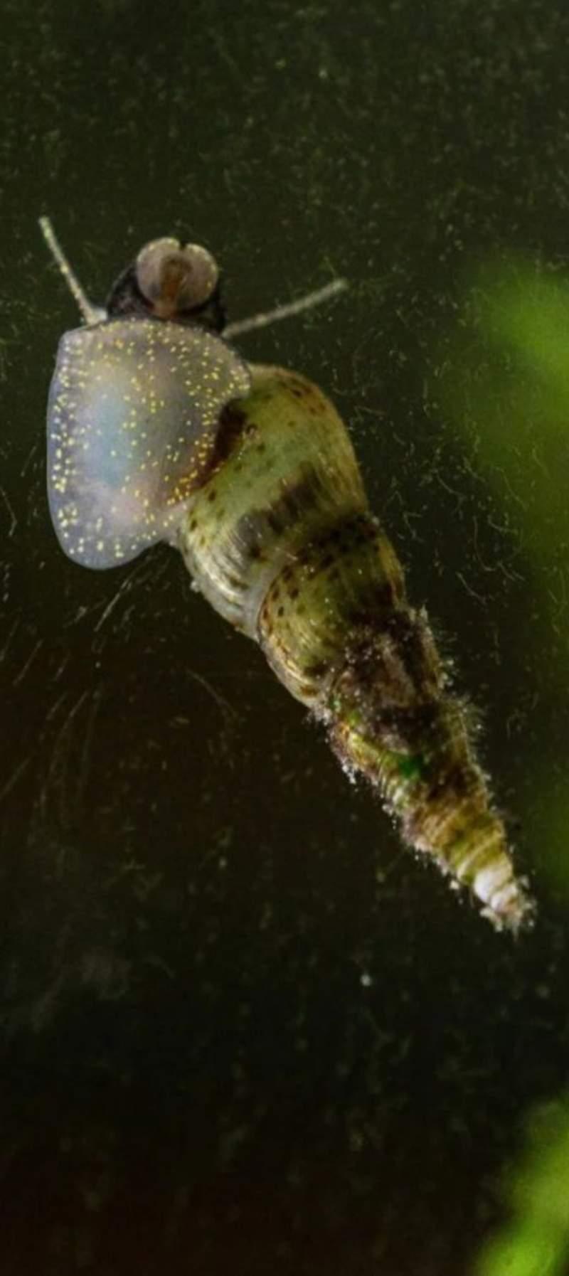 Mélanoides tuberculata