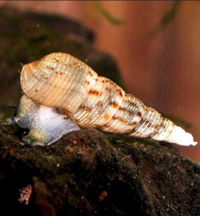 Mélanoides tuberculata