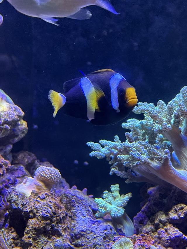 Poisson clown XXL