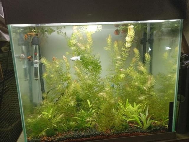 1 gourami nain mâles + recherche platy/moly