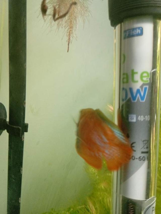 1 gourami nain mâles + recherche platy/moly
