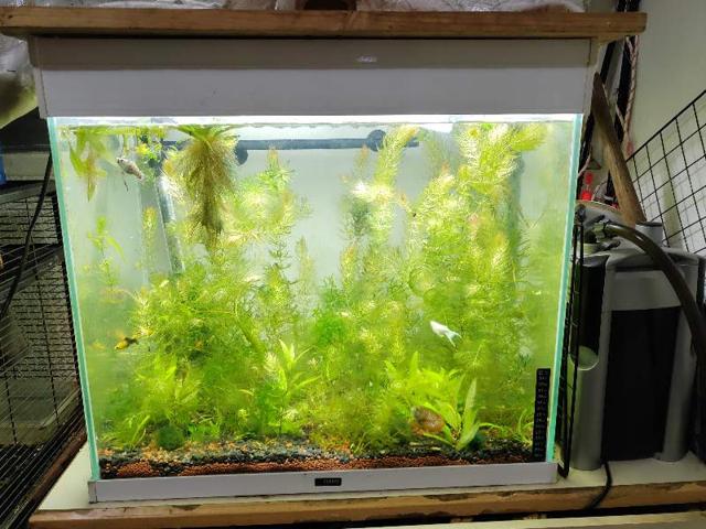 Recherche ansistrus / molly / platy