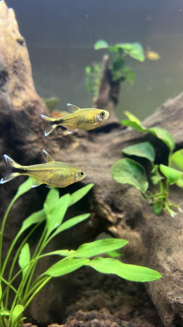 Tetra cuivré