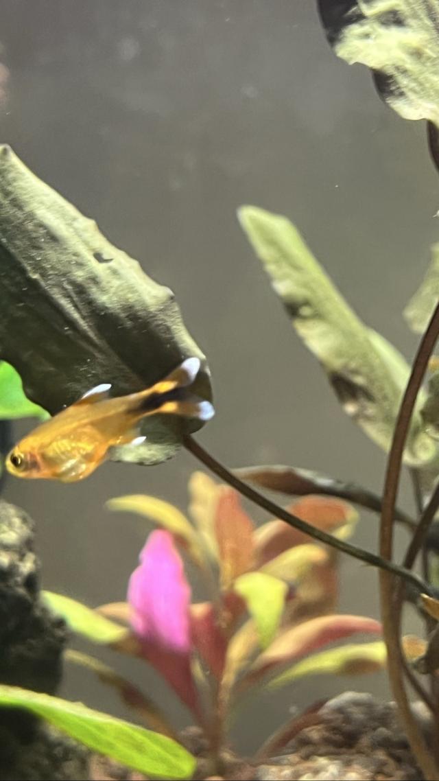 Tetra cuivré