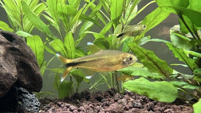 Tetra cuivré