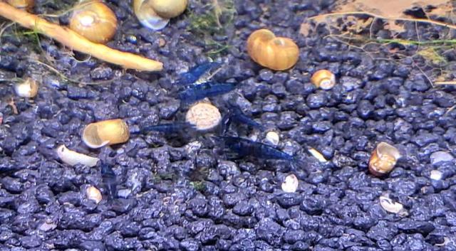 Neocaridina davidi