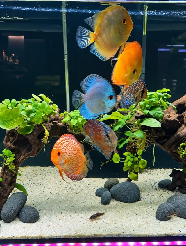 Discus