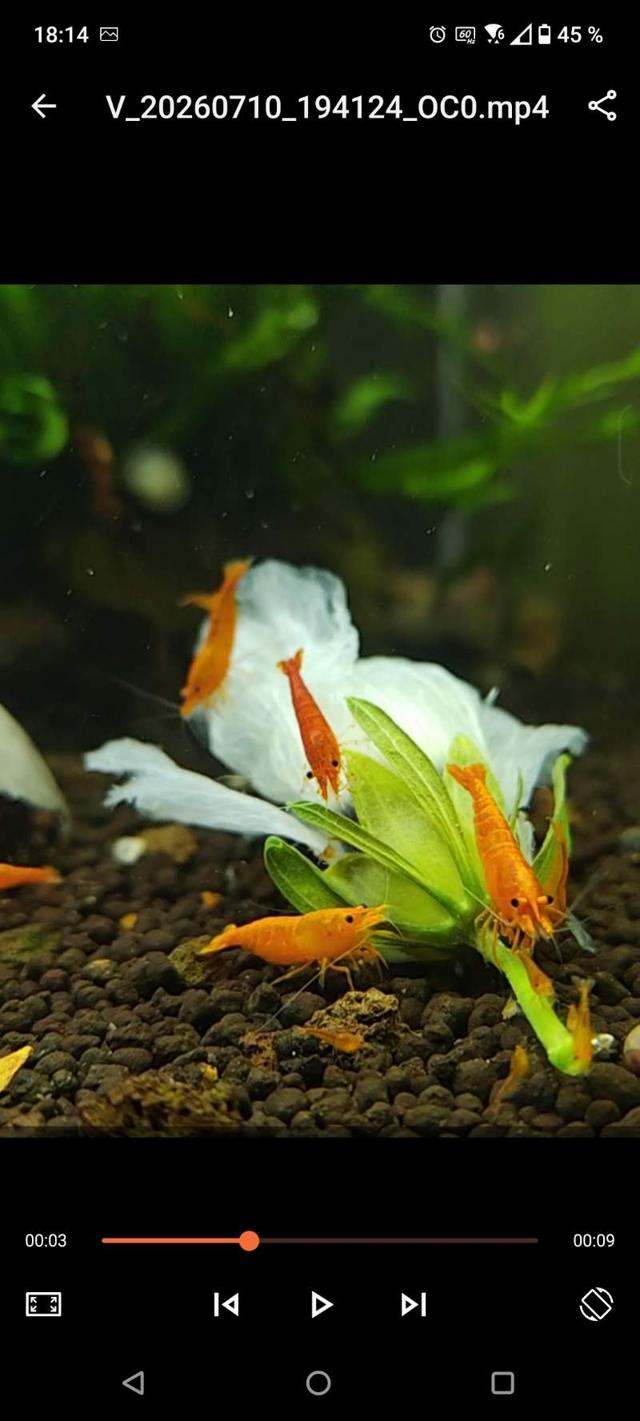 Neocardina orange sunkist