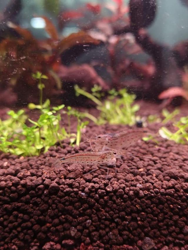 Amano japonica