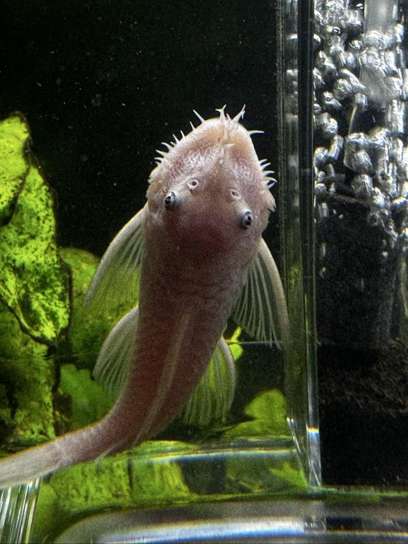 ancistrus Snow white