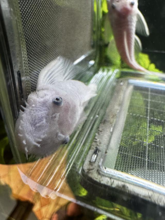 ancistrus Snow white
