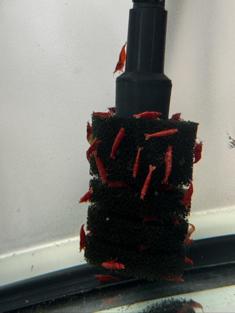 CREVETTES RED CHERRY