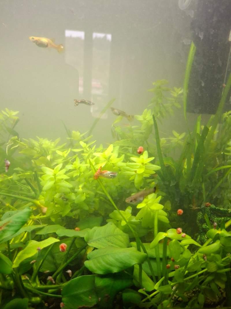 poisson