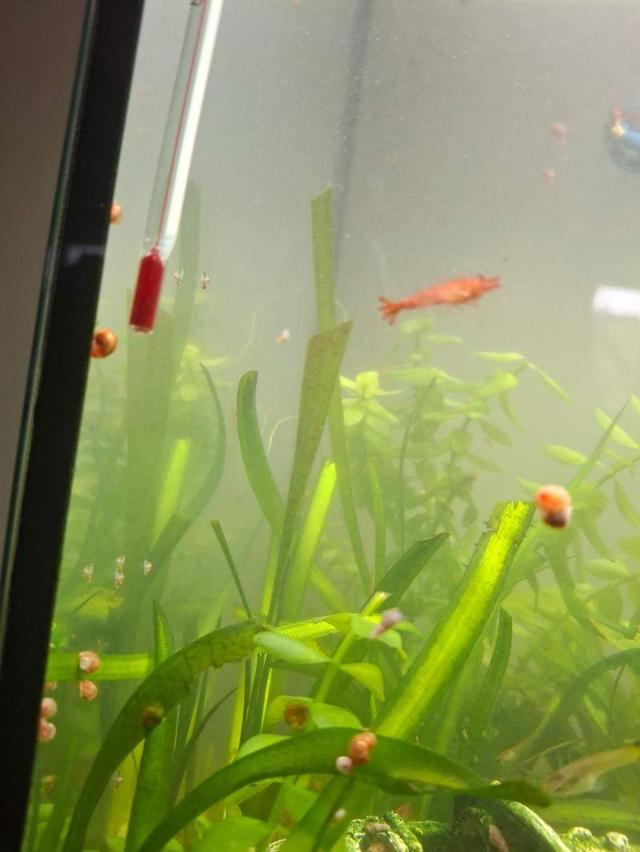 poisson