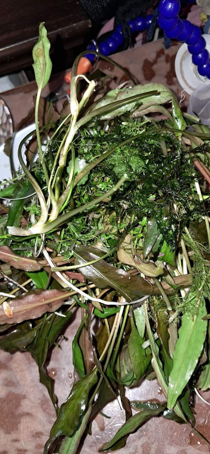 Donne plantes aquatiques eau douce variées
