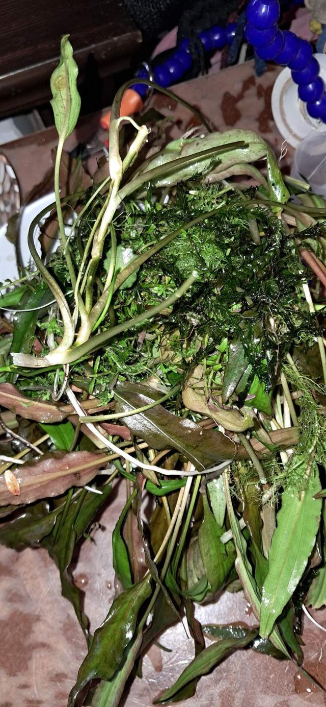 Donne plantes aquatiques eau douce variées