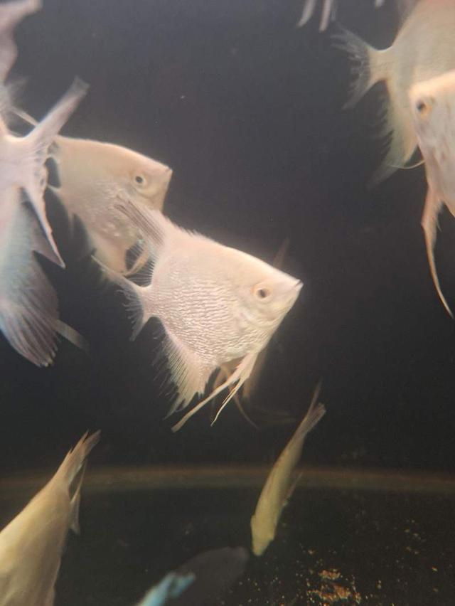 Scalaires