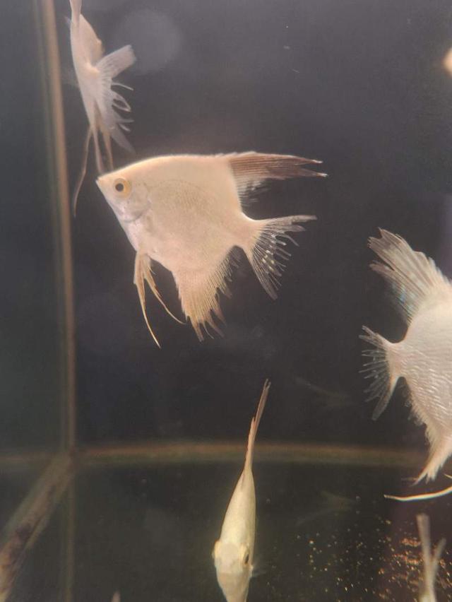 Scalaires