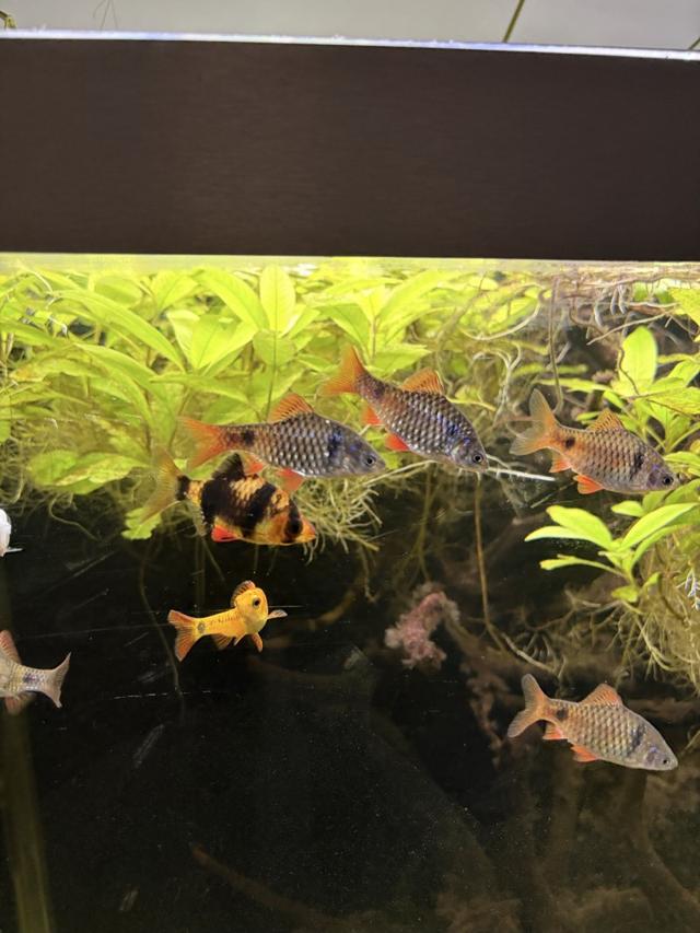 Poisson