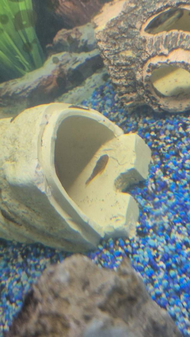 Ancistrus