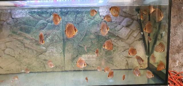 Discus heckel