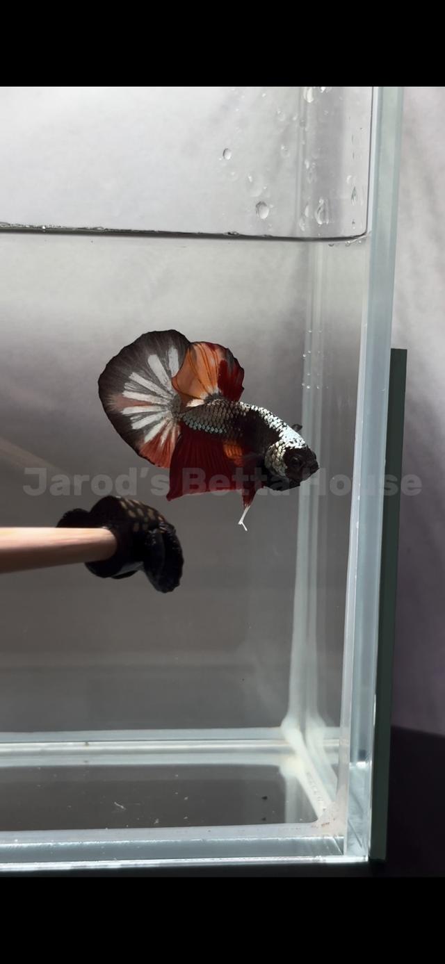 Betta Black Copper Nemo