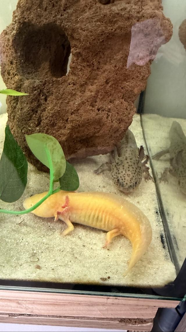 À vendre aquarium et 2 Axolotls