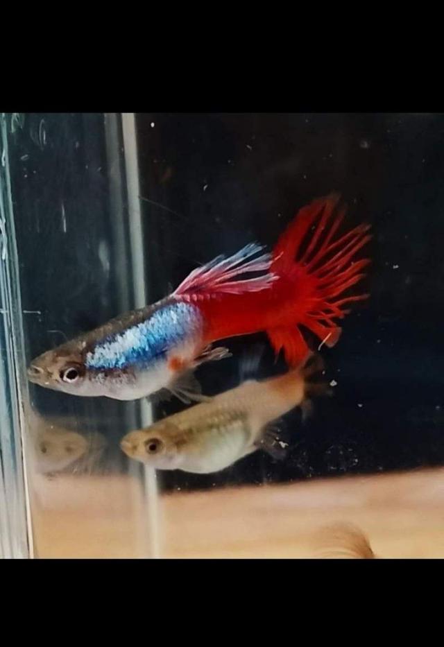 Guppy