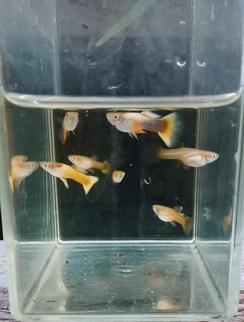 Guppy Gold/Tuxedo Gold