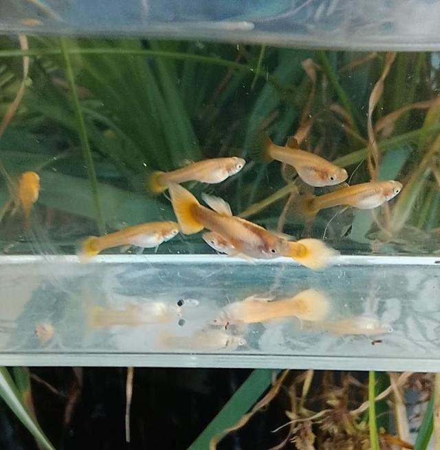 Guppy Gold/Tuxedo Gold