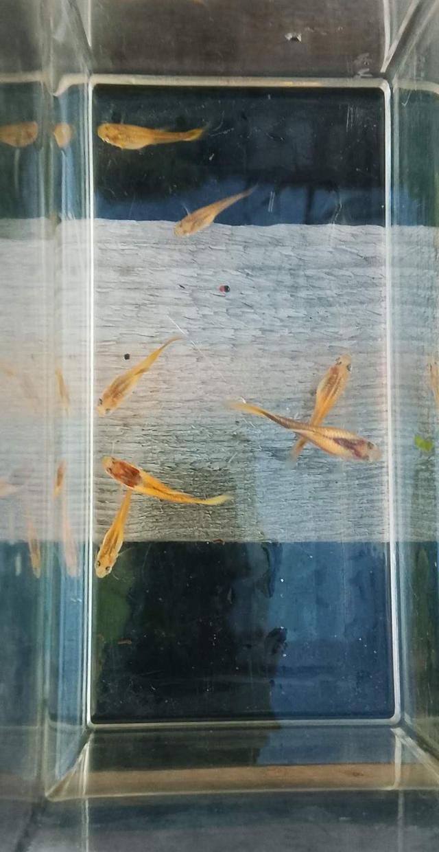 Guppy Gold/Tuxedo Gold