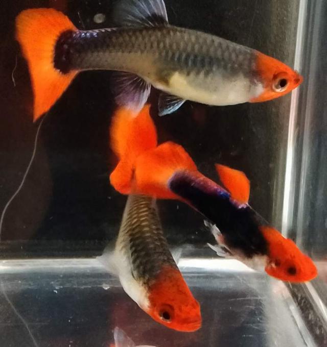 Guppy