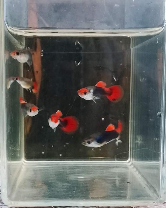 Guppy Red Cap Brasil