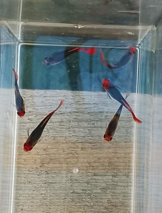 Guppy Red Cap Brasil
