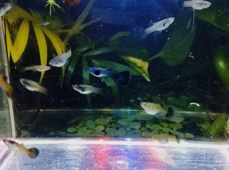 Guppy Bleu Moscou