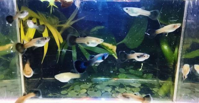 Guppy Bleu Moscou