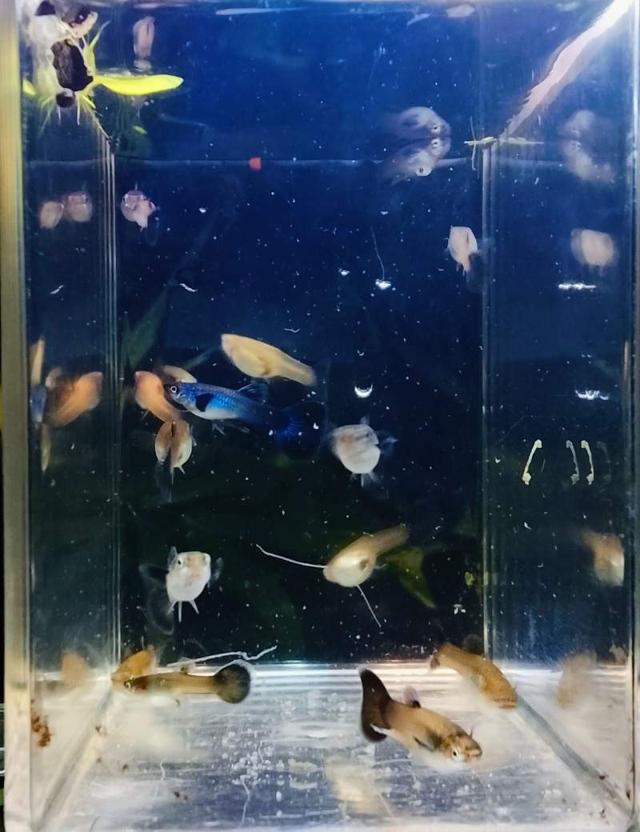 Guppy Bleu Moscou