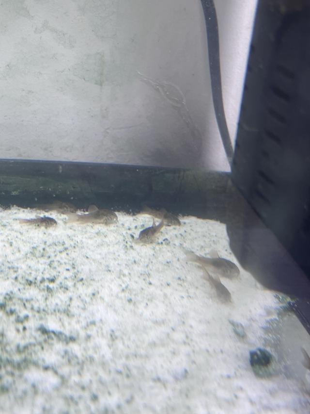 Corydoras