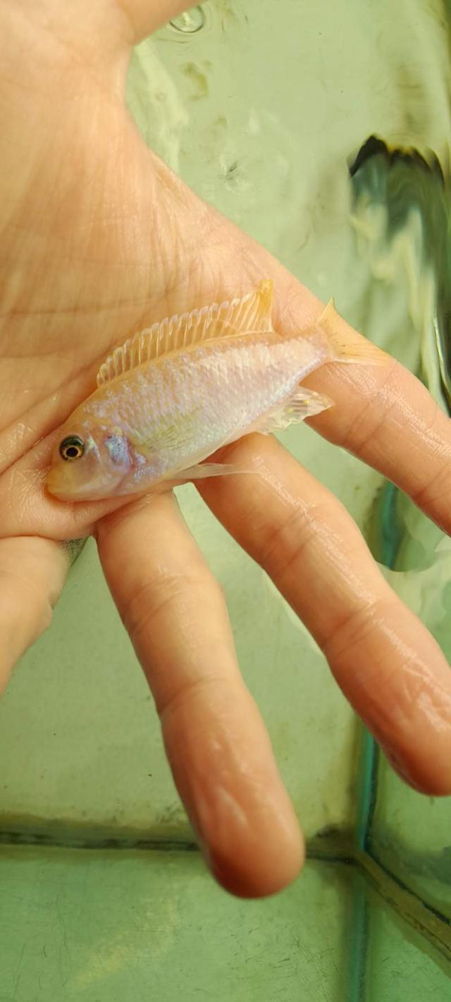 Cichlides du Malawi