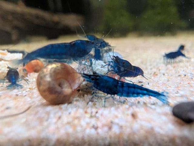 Blue dream