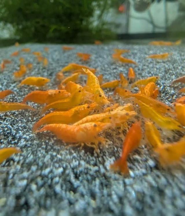 Crevette neocaridina orange sunkist