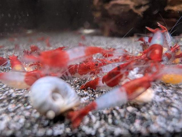 Crevettes neocaridina red Rili