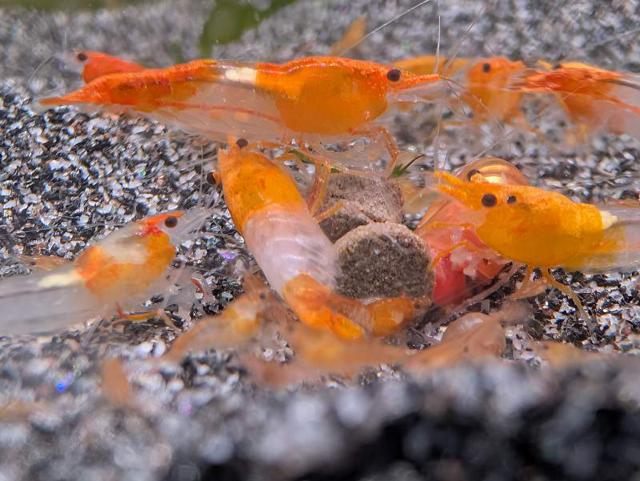 Crevettes neocaridina orange Rili