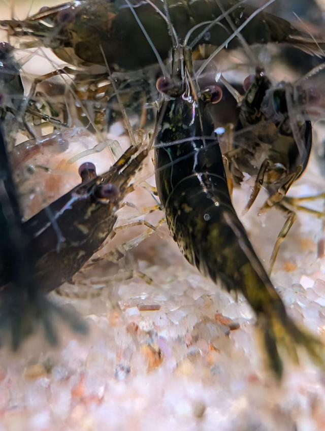 Crevettes neocaridina black Sakura à Dunkerque