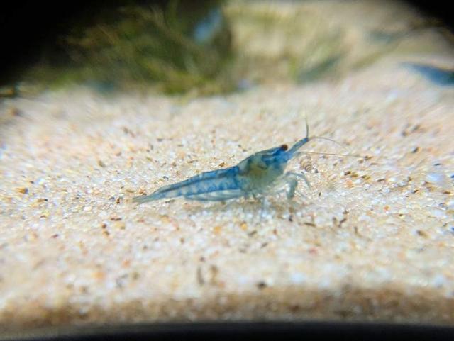 Crevettes neocaridina blue Jelly à Dunkerque