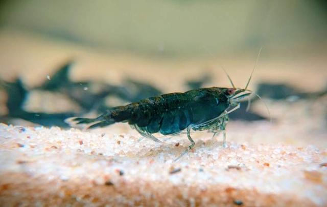 Crevettes neocaridina green jade dark à Dunkerque