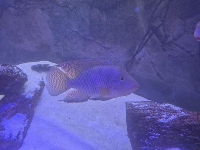 Geophagus Brasiliensis 15cm