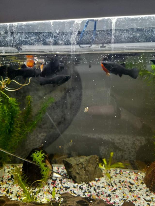 Mollys et guppys juvéniles + adultes mollys